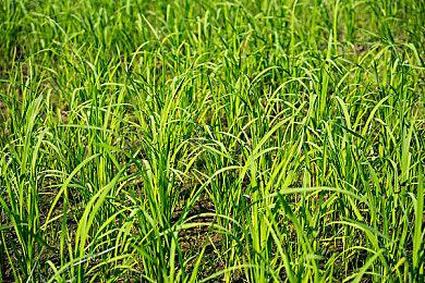 《宝可梦传说：阿尔宙斯》宝可梦与场长篇情报视频